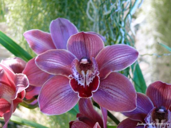 Abbaye de vaucelles, Les Rues des Vignes (59)  