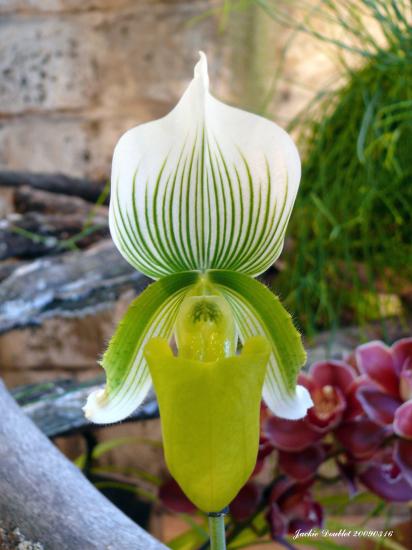 Abbaye de vaucelles, Les Rues des Vignes (59)  