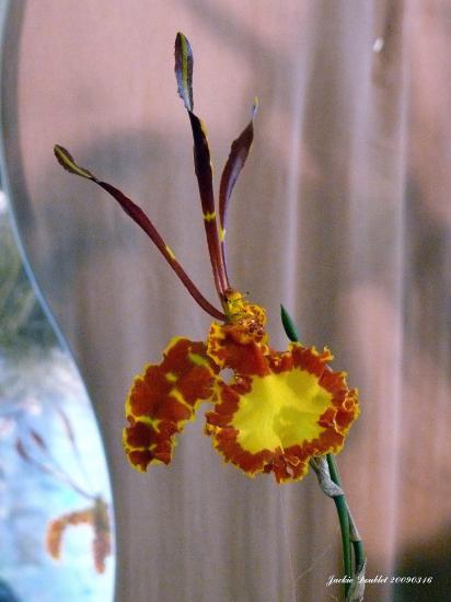 Abbaye de vaucelles, Les Rues des Vignes (59)  