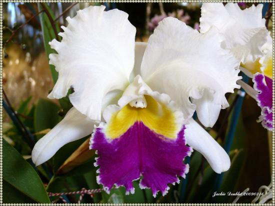 Abbaye de vaucelles, Les Rues des Vignes (59)  