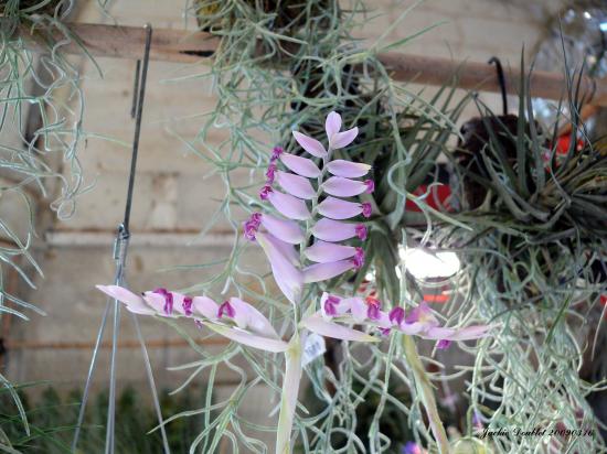 Abbaye de vaucelles, Les Rues des Vignes (59)  