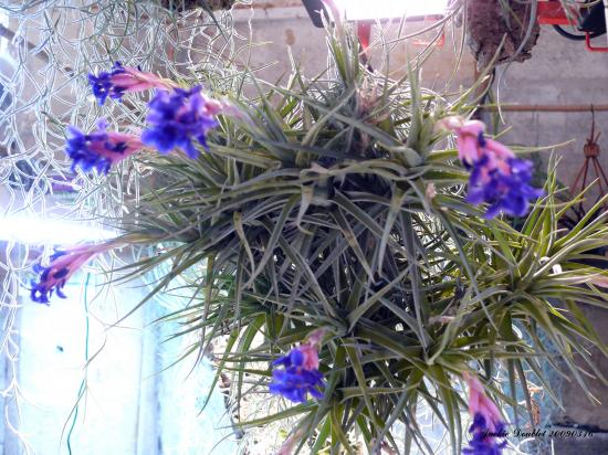 Abbaye de vaucelles, Les Rues des Vignes (59)  