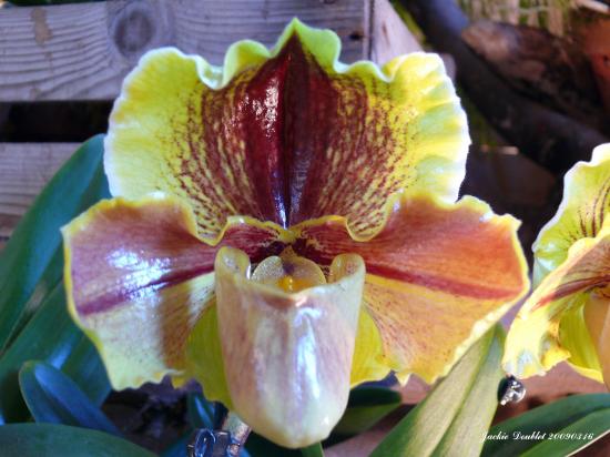 Abbaye de vaucelles, Les Rues des Vignes (59)  