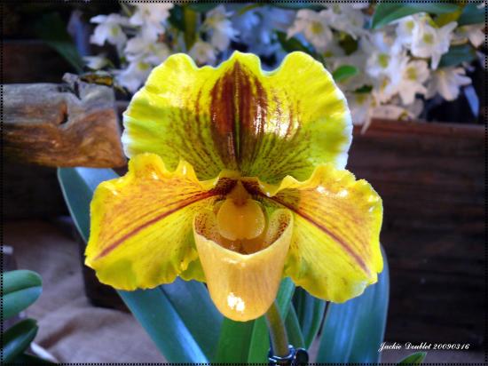 Abbaye de vaucelles, Les Rues des Vignes (59)  