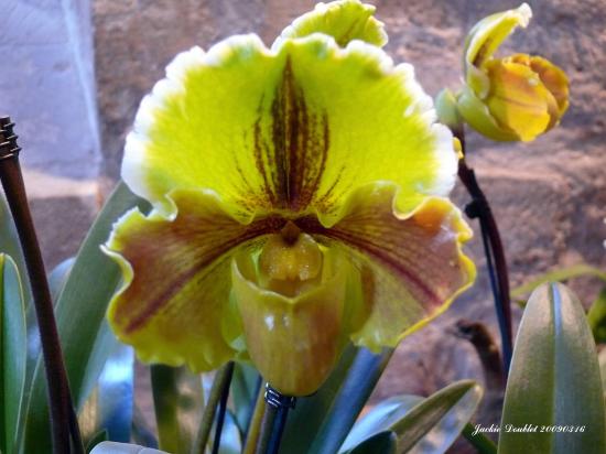 Abbaye de vaucelles, Les Rues des Vignes (59)  