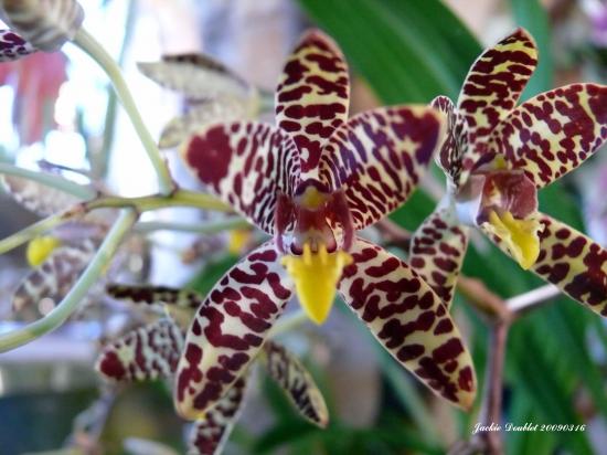Abbaye de vaucelles, Les Rues des Vignes (59)  