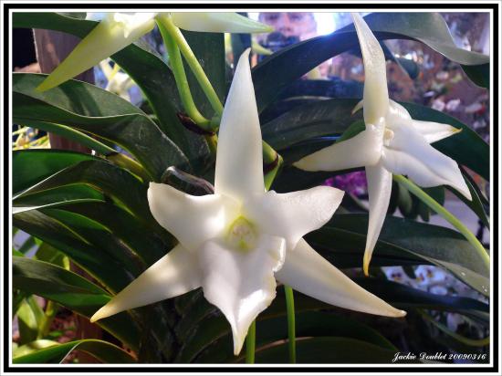 Abbaye de vaucelles, Les Rues des Vignes (59)  