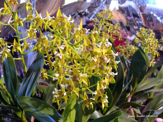 Abbaye de vaucelles, Les Rues des Vignes (59)  