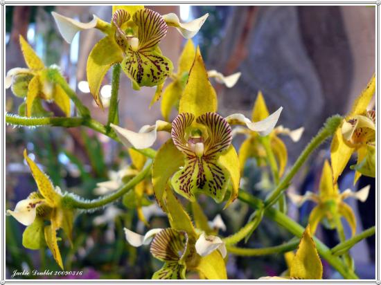 Abbaye de vaucelles, Les Rues des Vignes (59)   