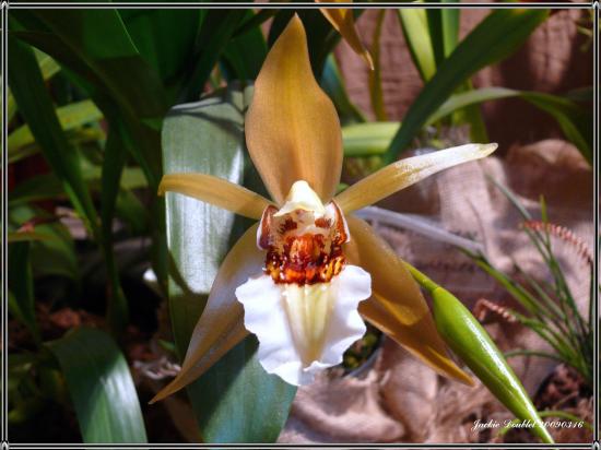 Abbaye de vaucelles, Les Rues des Vignes (59)  