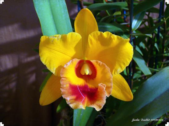 Abbaye de vaucelles, Les Rues des Vignes (59)  