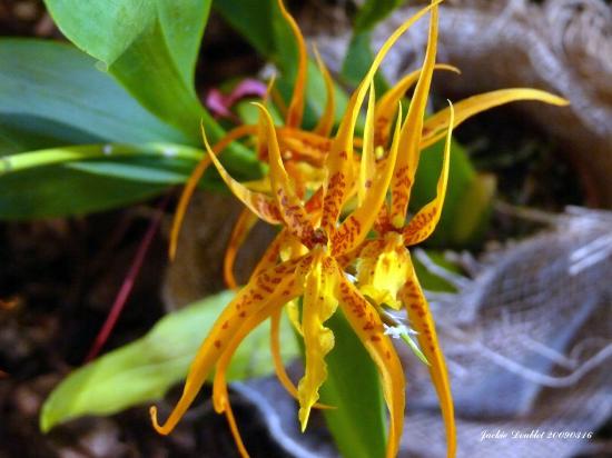 Abbaye de vaucelles, Les Rues des Vignes (59)  
