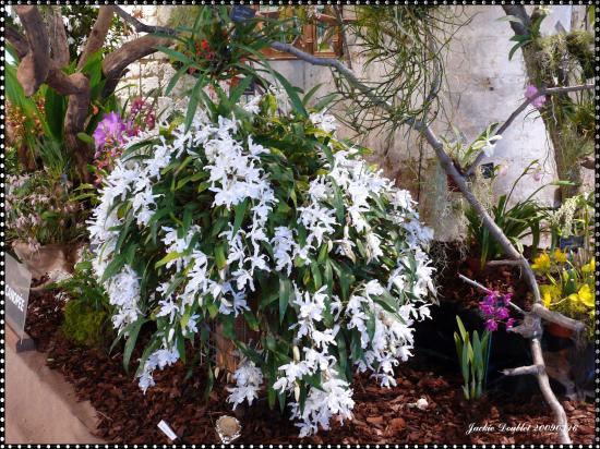 Abbaye de vaucelles, Les Rues des Vignes (59)  