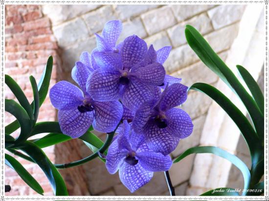 Abbaye de vaucelles, Les Rues des Vignes (59)  