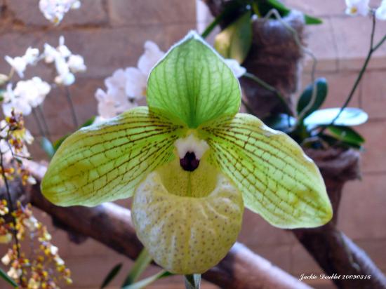 Abbaye de vaucelles, Les Rues des Vignes (59)  