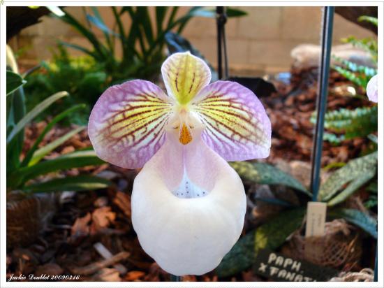 Abbaye de vaucelles, Les Rues des Vignes (59)   