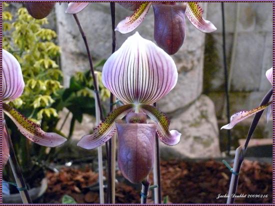 Abbaye de vaucelles, Les Rues des Vignes (59)  