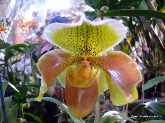 Abbaye de vaucelles, Les Rues des Vignes (59)  