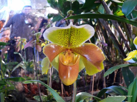 Abbaye de vaucelles, Les Rues des Vignes (59)  