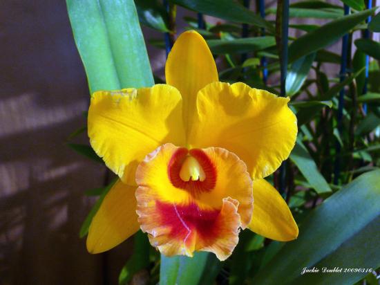 Abbaye de vaucelles, Les Rues des Vignes (59)  