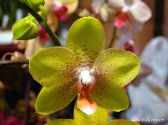 Abbaye de vaucelles, Les Rues des Vignes (59)  