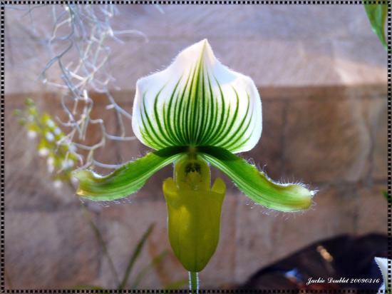 Abbaye de vaucelles, Les Rues des Vignes (59)  