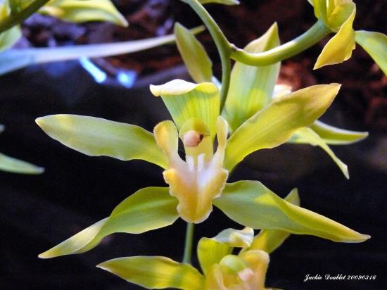 Abbaye de vaucelles, Les Rues des Vignes (59)  