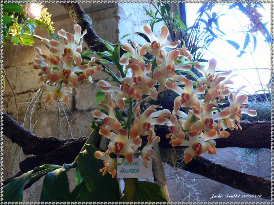 Abbaye de vaucelles, Les Rues des Vignes (59)  
