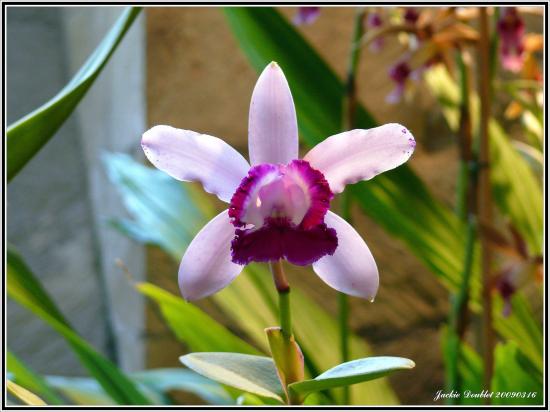 Abbaye de vaucelles, Les Rues des Vignes (59)  