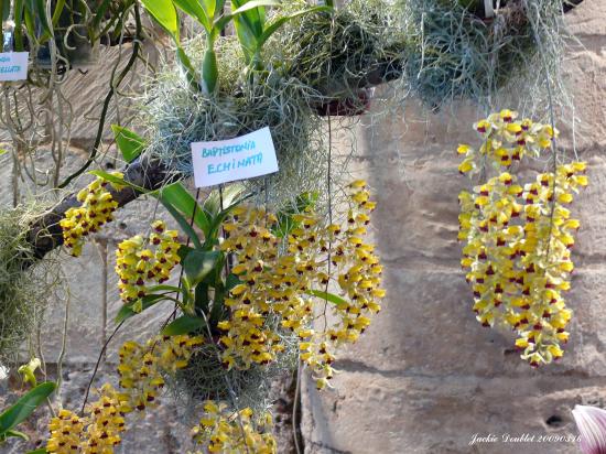 Abbaye de vaucelles, Les Rues des Vignes (59)  