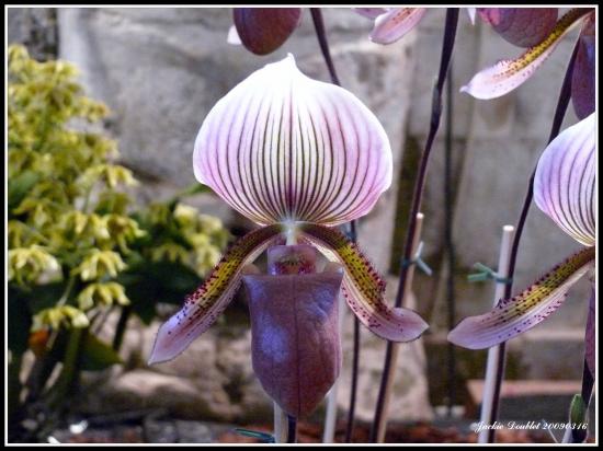 Abbaye de vaucelles, Les Rues des Vignes (59)  