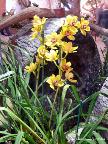 Abbaye de vaucelles, Les Rues des Vignes (59)  
