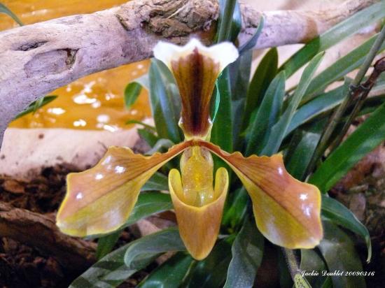 Abbaye de vaucelles, Les Rues des Vignes (59)  