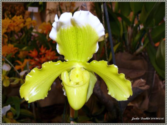 Abbaye de vaucelles, Les Rues des Vignes (59)  