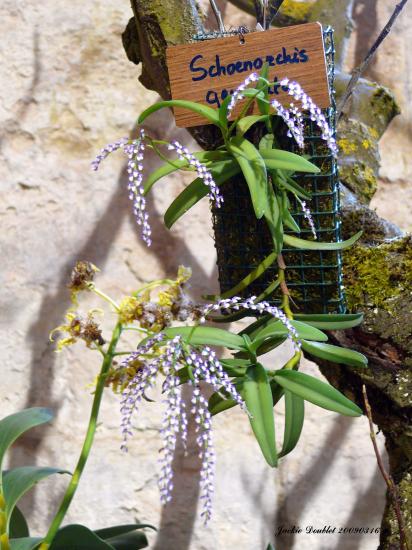 Abbaye de vaucelles, Les Rues des Vignes (59)  