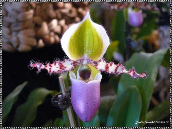 Abbaye de vaucelles, Les Rues des Vignes (59)  