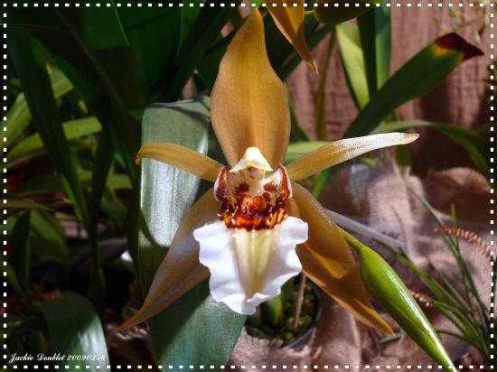 Abbaye de vaucelles, Les Rues des Vignes (59)  