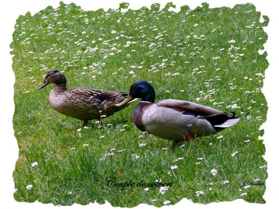 Couple de Colvert