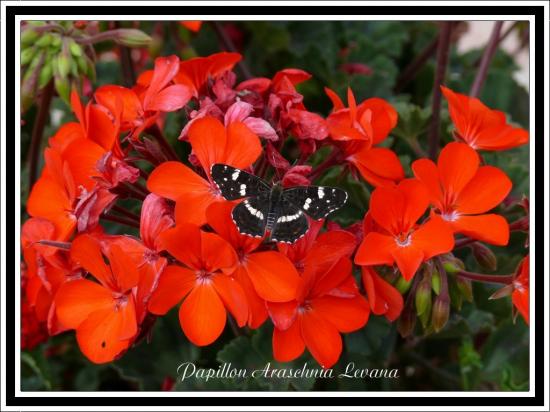 Papillon Araschnia Levana