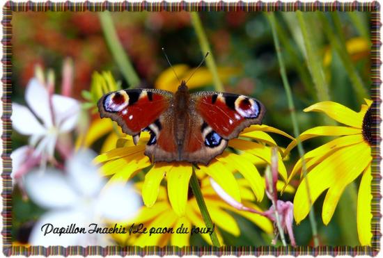 Papillon Inachis (le paon du jour)