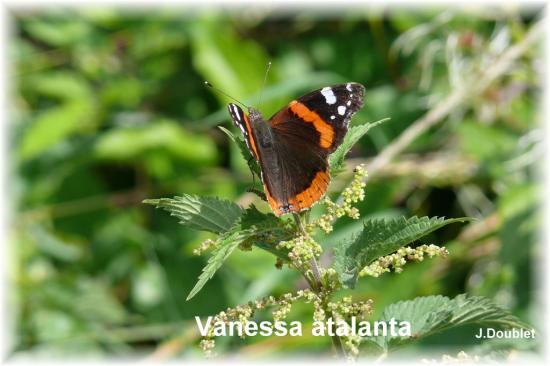 Papillon Vanessa atalanta