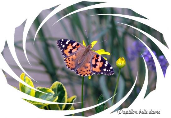 Papillon Belle Dame