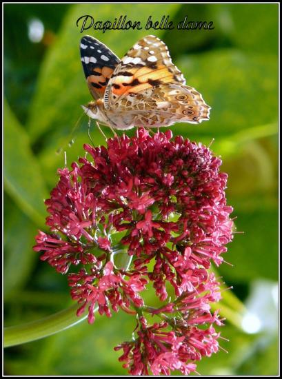 Papillon Belle Dame