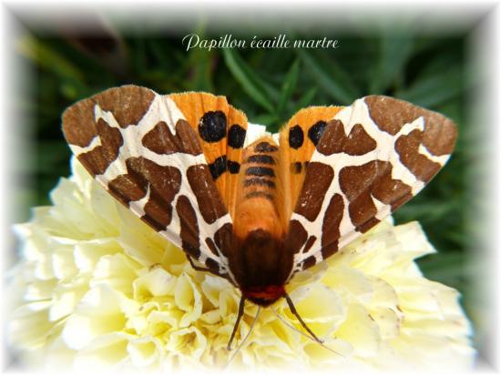 Papillon de nuit,Ecaille Martre