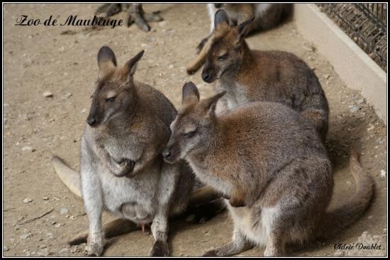 Zoo de Maubeuge