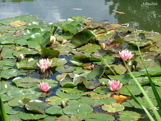 Maison de Monet Giverny