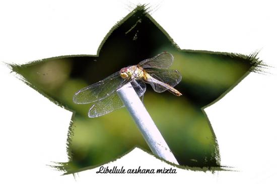 Libellule Aeshna Mixta (Femeille)