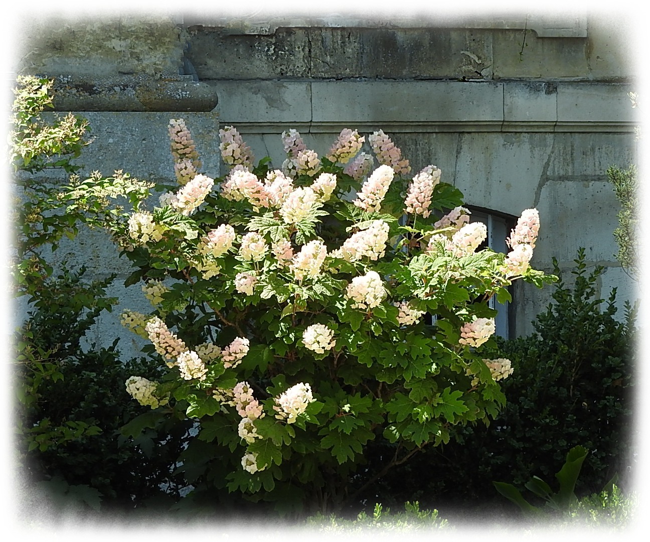 Jardin hotel de ville Soissons (19)