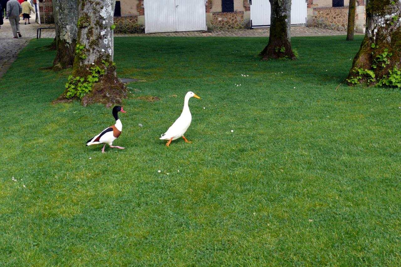 Le mesnil sur Oger 09 mai 2015  (108)