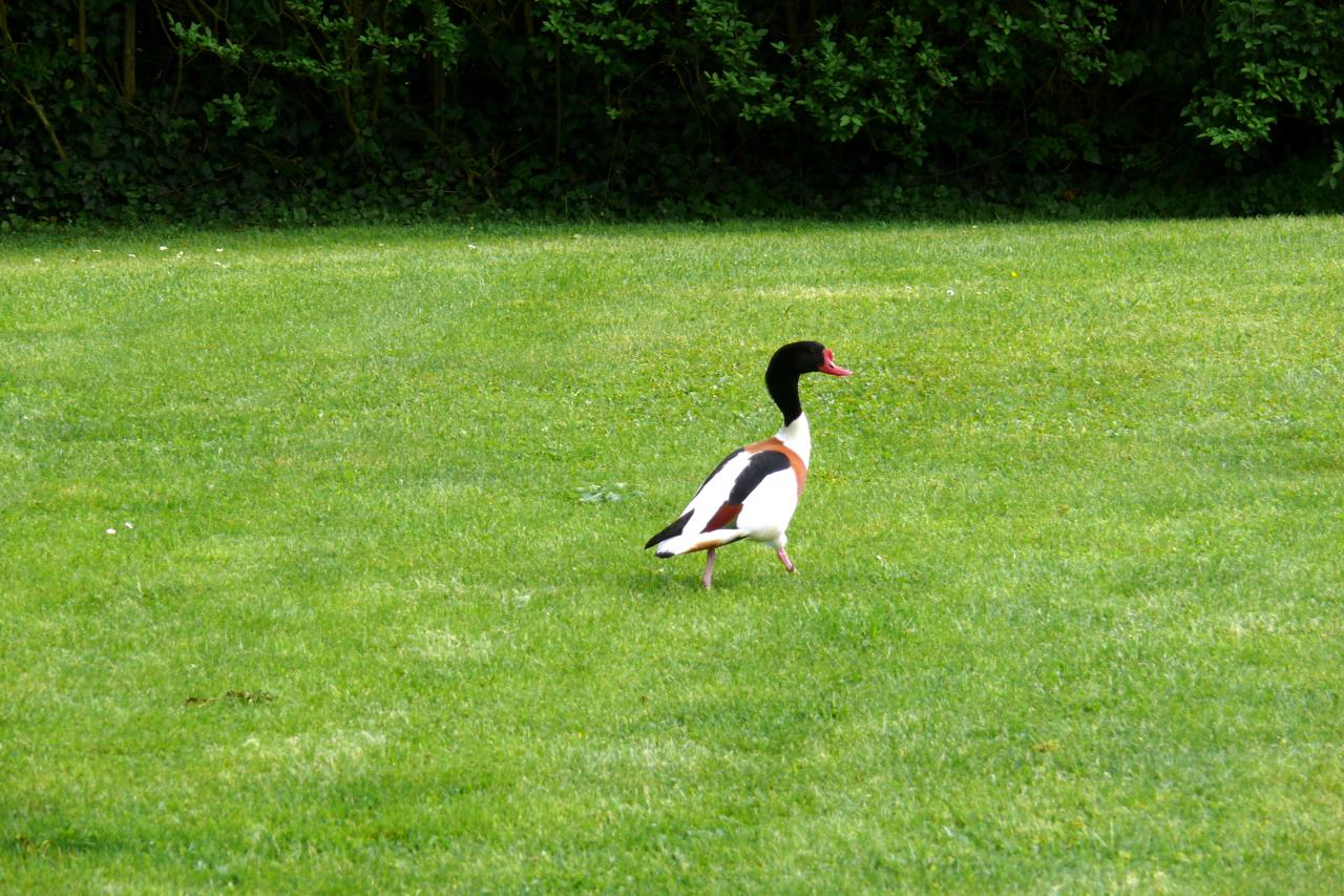 Le mesnil sur Oger 09 mai 2015  (109)